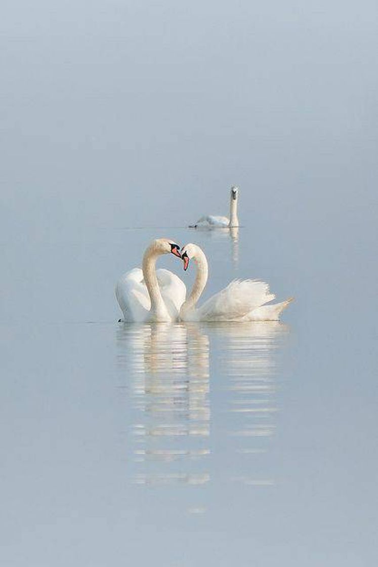 Fashion Cisnes🦢