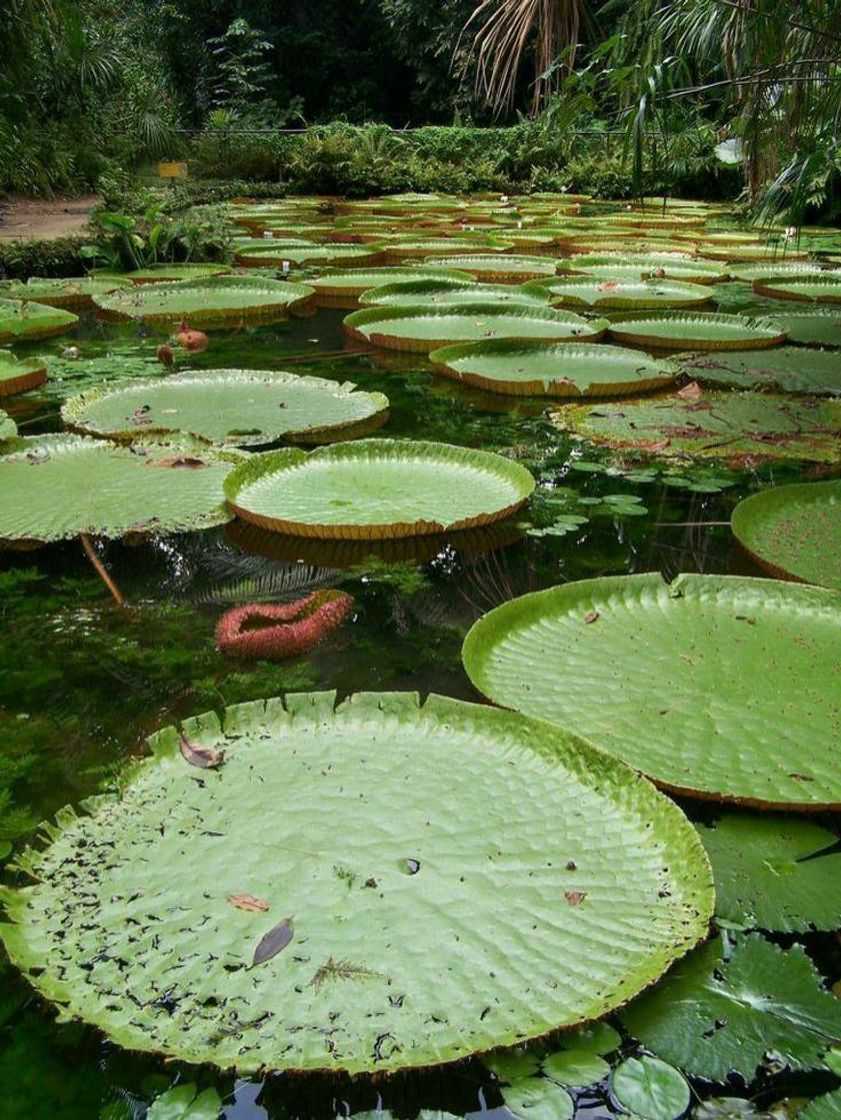 Moda Floresta Amazônica🌳