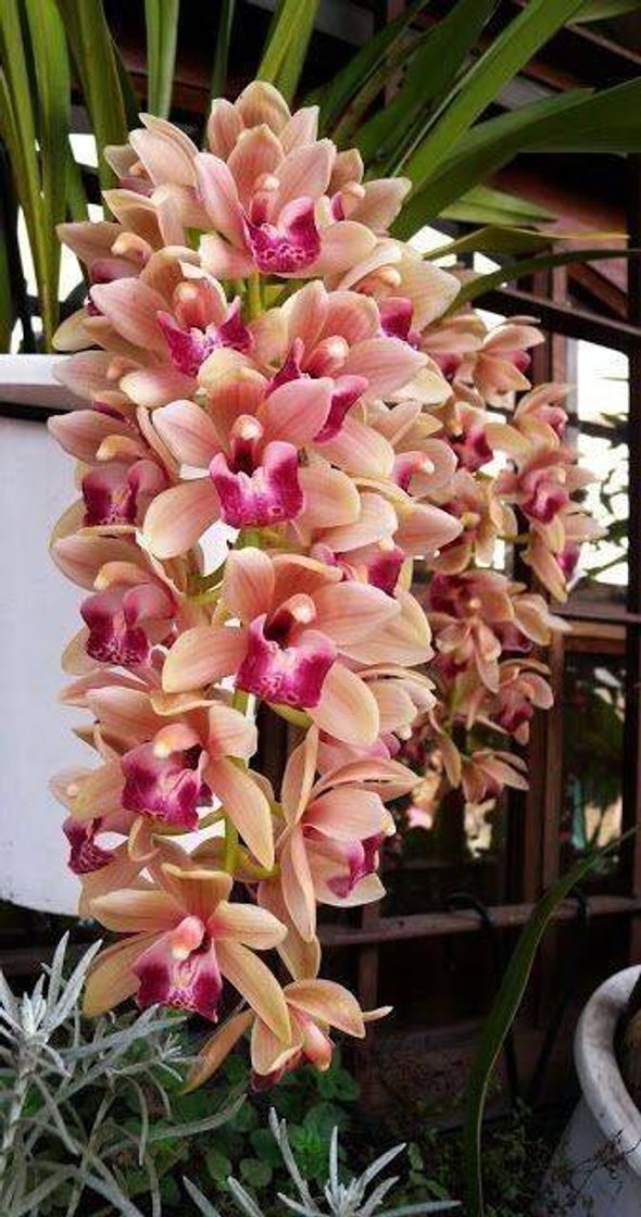 Fashion Flores (orquideas)😍