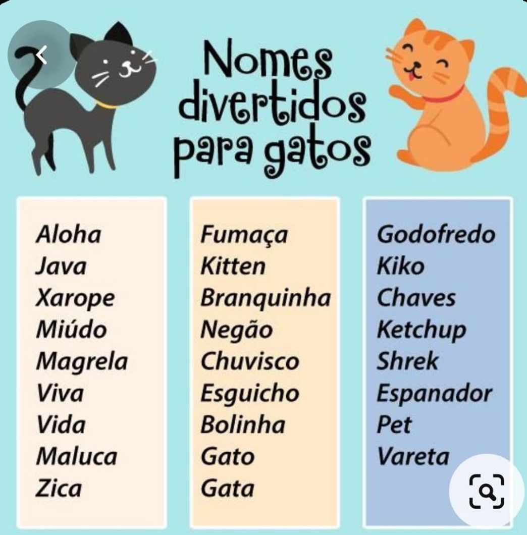 Moda DICAS de nomes divertidos pra seu gatinho😻