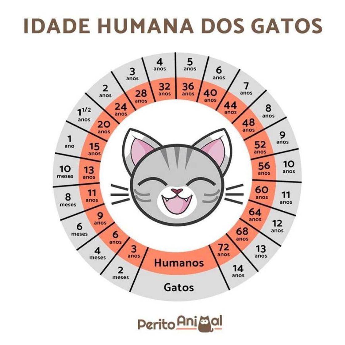 Moda Como calcular a idade humana do seu gatinho 😻😍