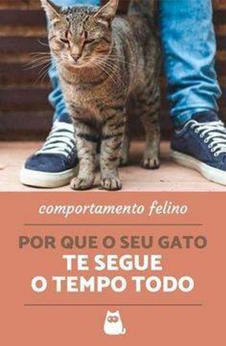 Moda Assuntos legais e relacionados ao comportamento felino😻