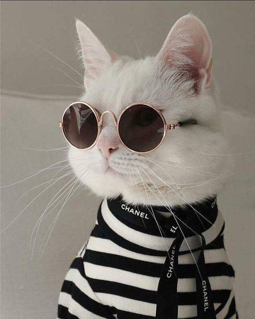 Fashion Fotos e idéias de como deixar seu pet cat estiloso 😻👏