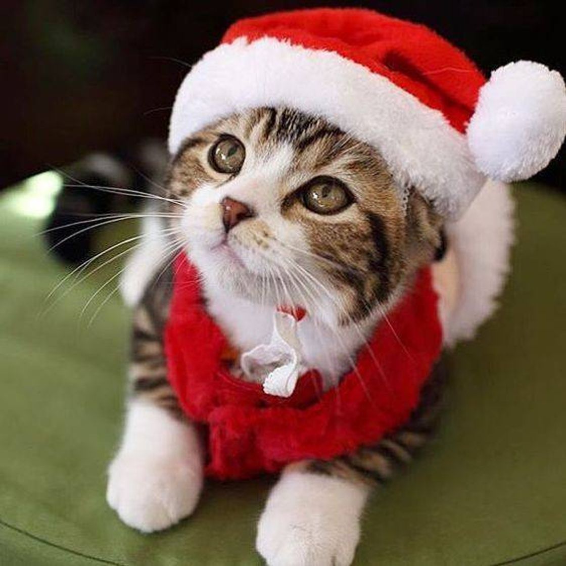 Moda Fotos de gatinho com roupa de natal🌲🎅😻