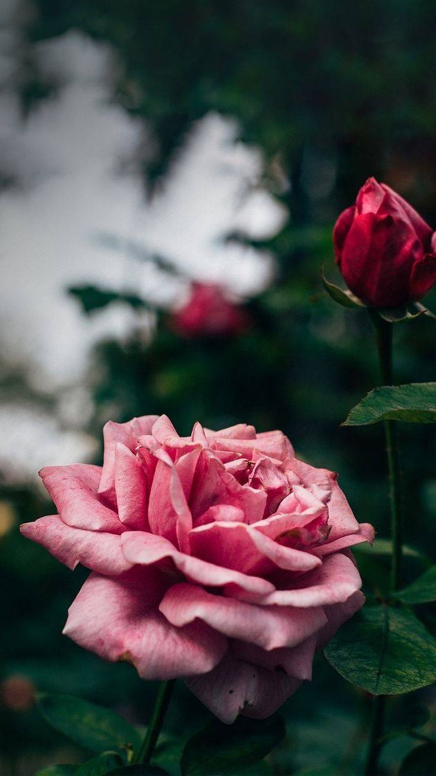 Moda Chuva de rosas 🌹