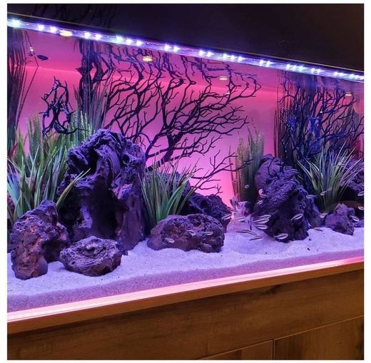 Um aquário para sua sala