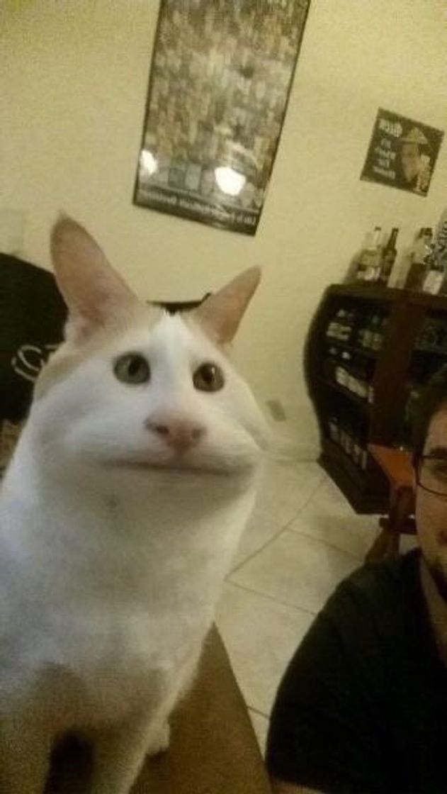Social gatinho 