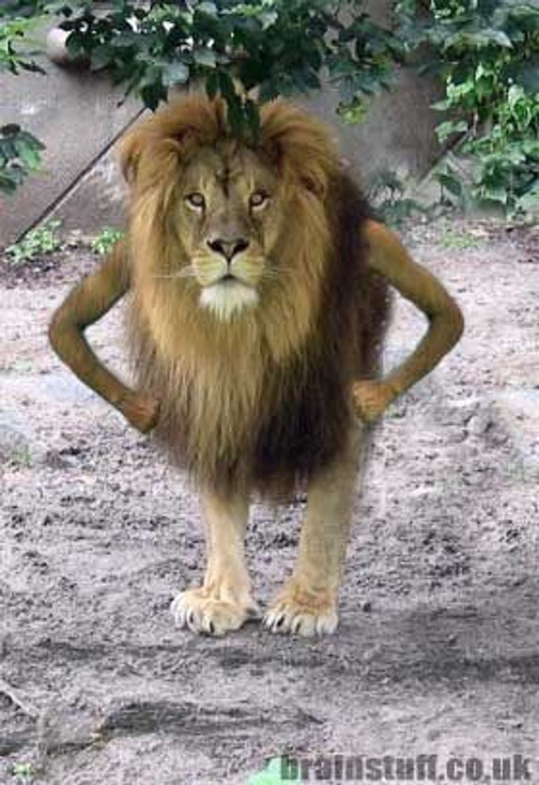 Social lion human