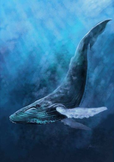 baleia jubarte 
