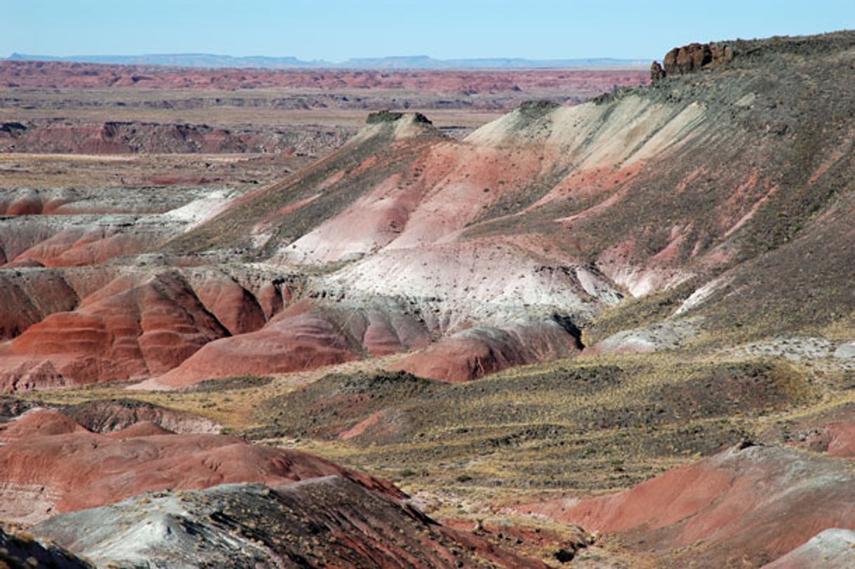 Place Fossil Forest