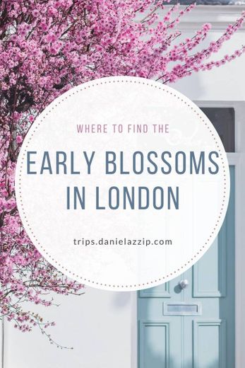 READ THE BLOG - Where to find the early blossoms in London