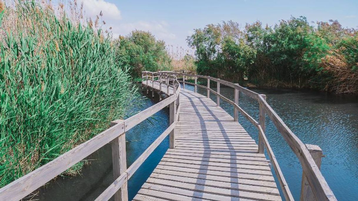 Place Azraq Wetland Reserve