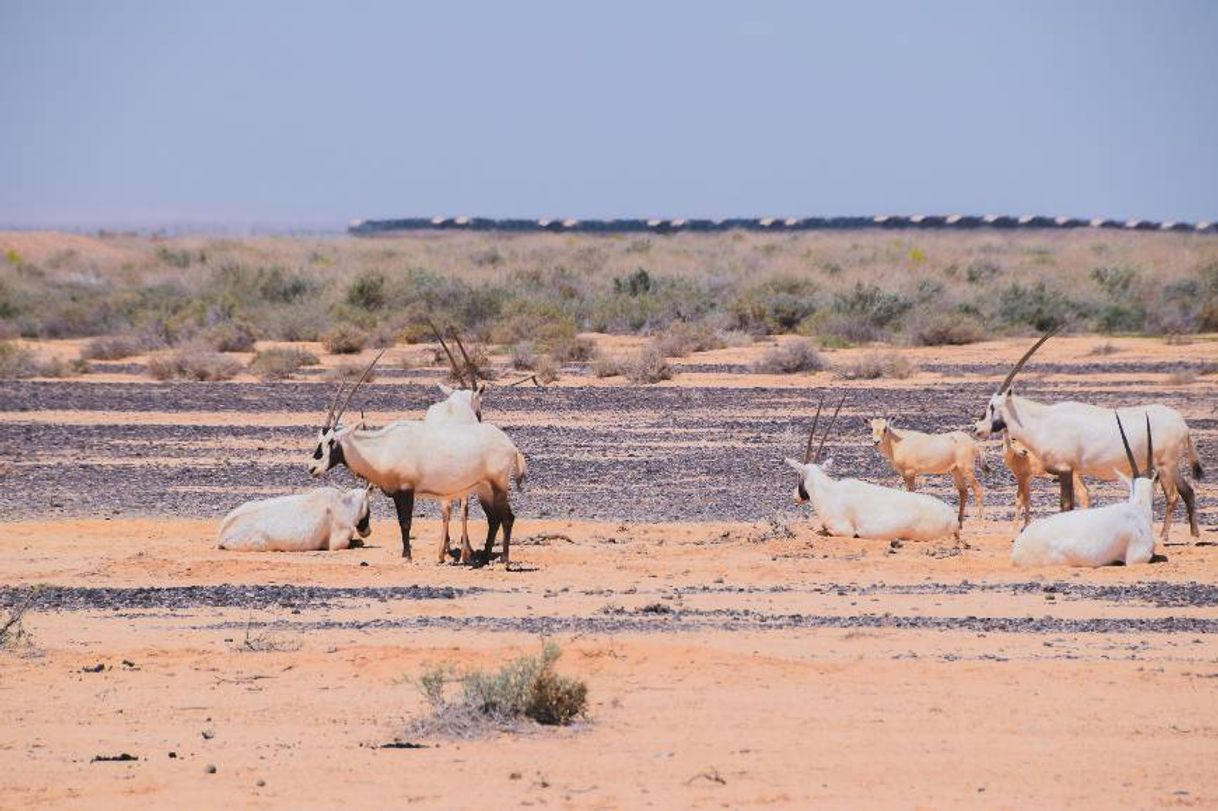 Place Shaumari Wildlife Reserve - Visitor Center