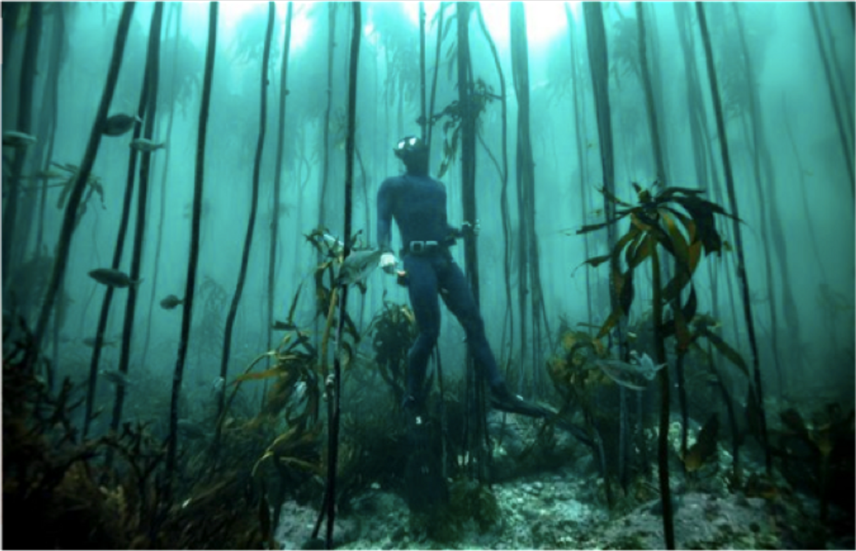 Place Kelp Divers