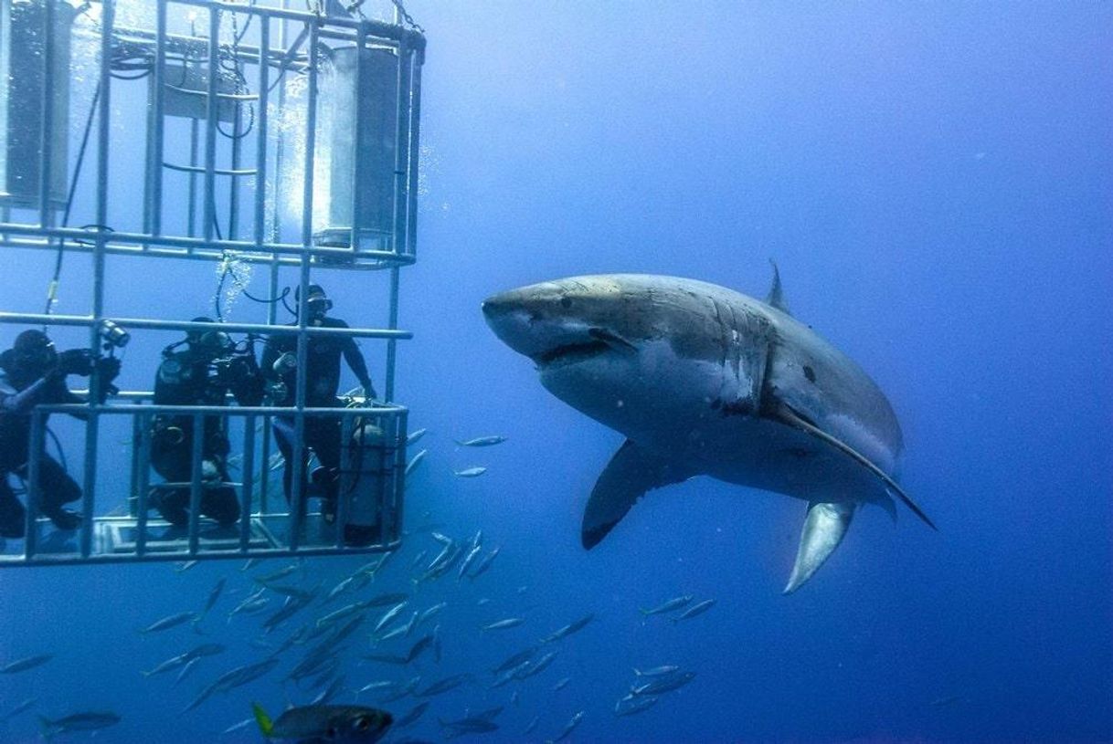 Place Shark Cage Diving Cape Town