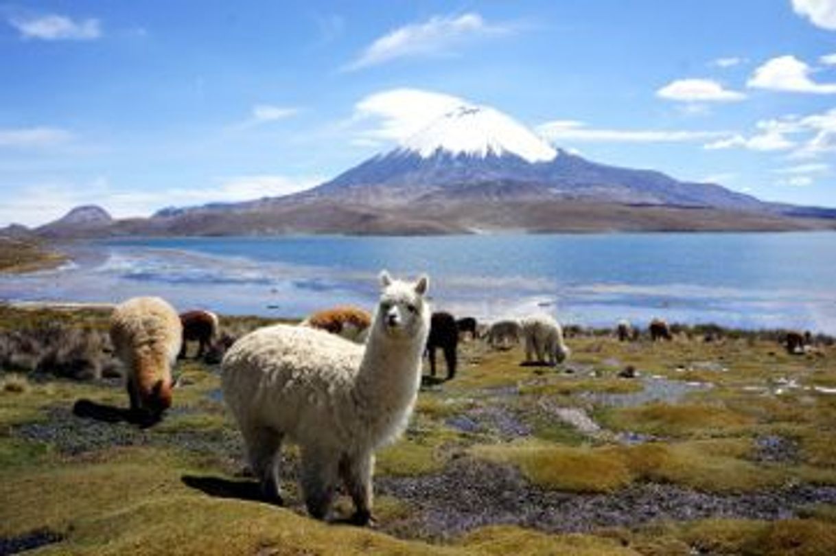 Places Sajama