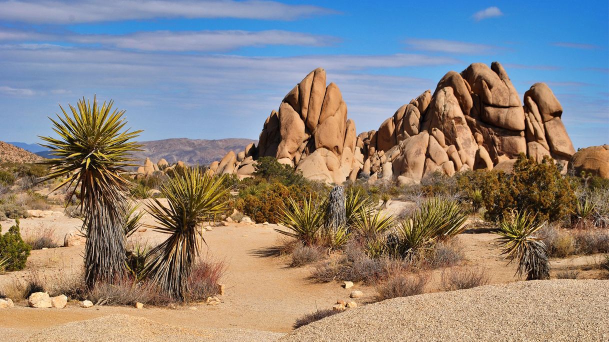 Places Joshua Tree National Park