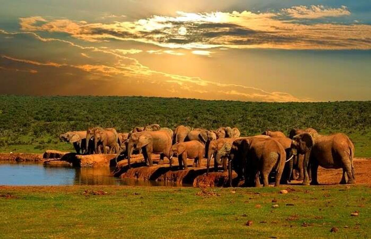 Place Addo Elephant National Park