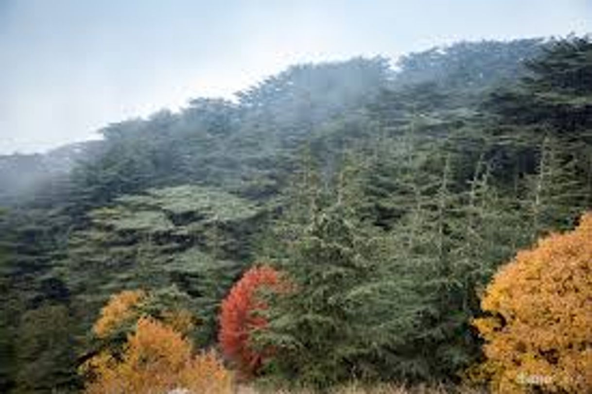 Places Shouf Biosphere Reserve Barouk Cedar Forest