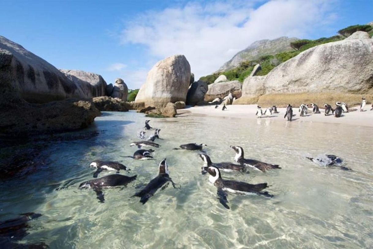 Lugar Boulders Beach