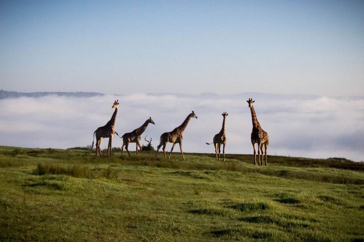 Place PheZulu Safari Park