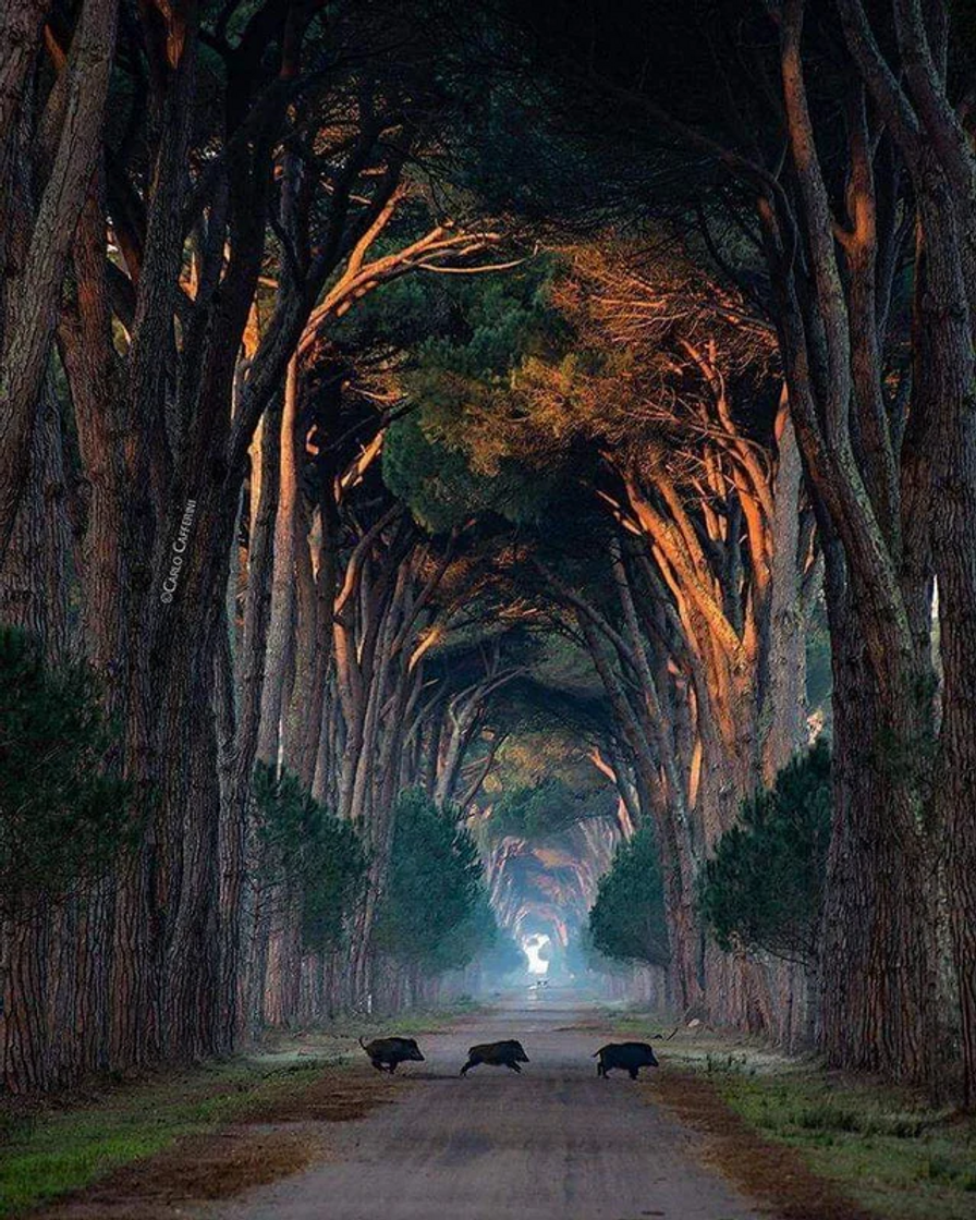 Place Natural Park Migliarino San Rossore