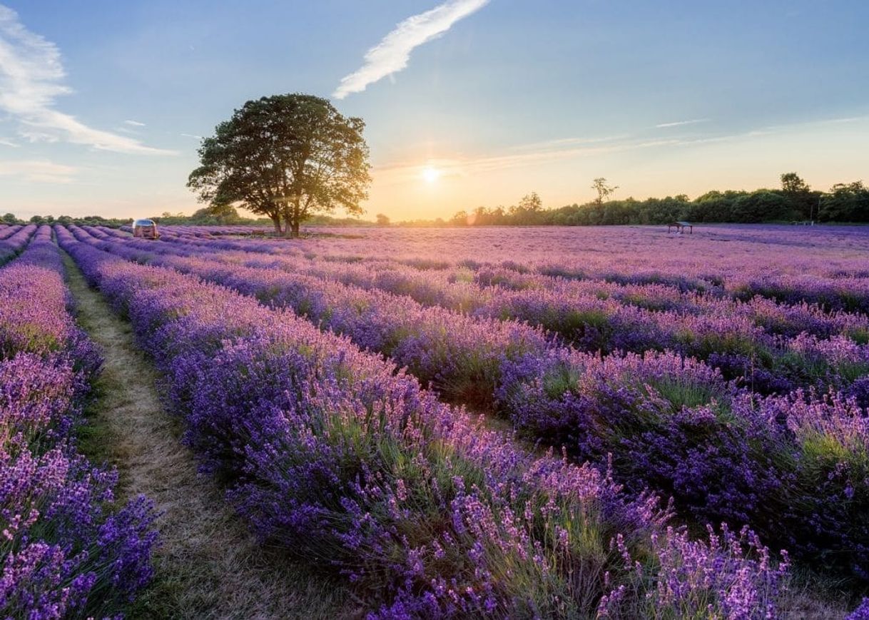 Lugar Mayfield Lavender Farm