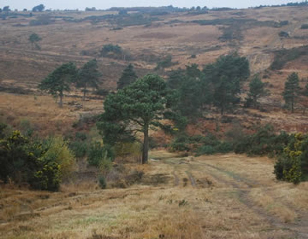 Place Ashdown Forest