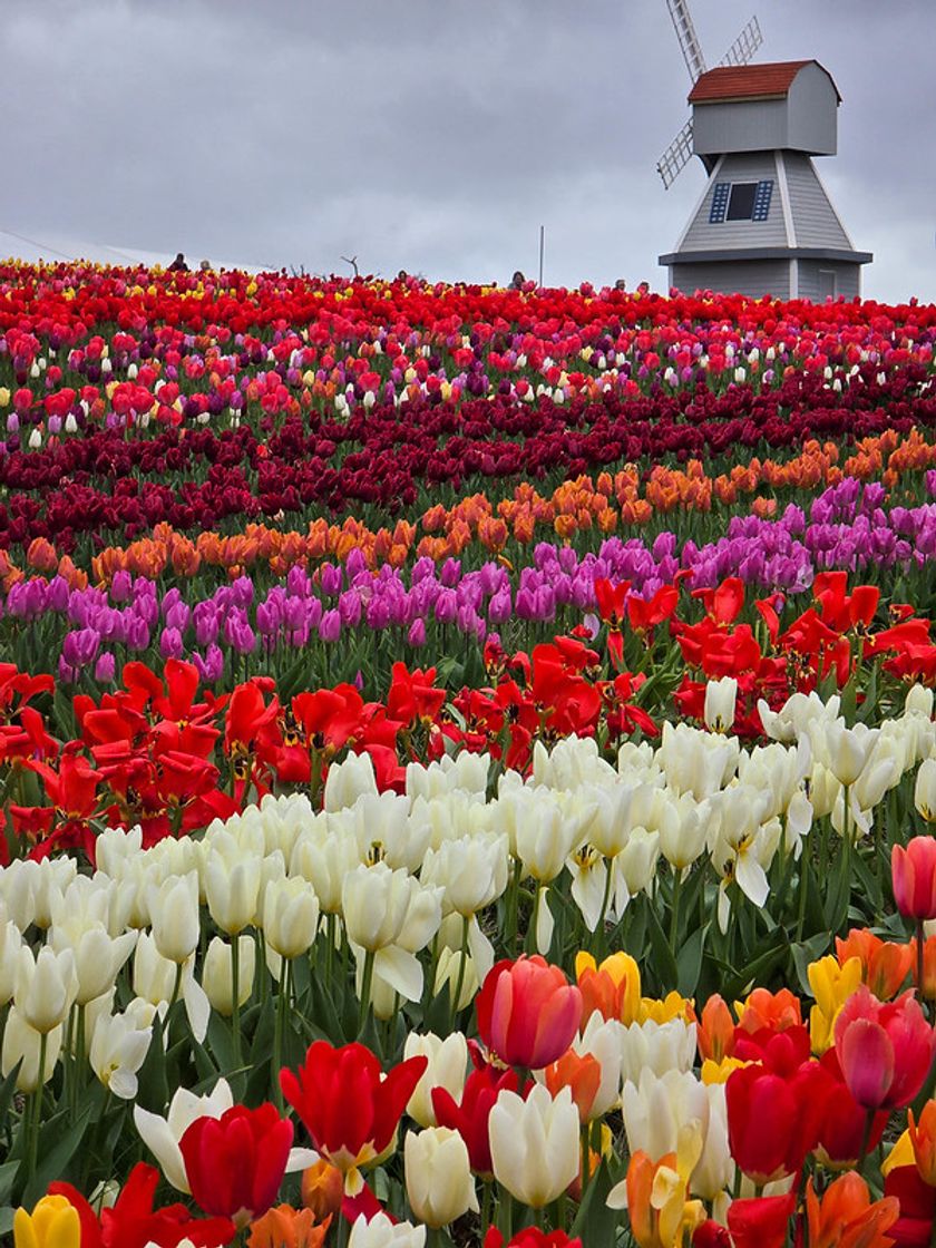 Lugar Tulleys Tulip Fest