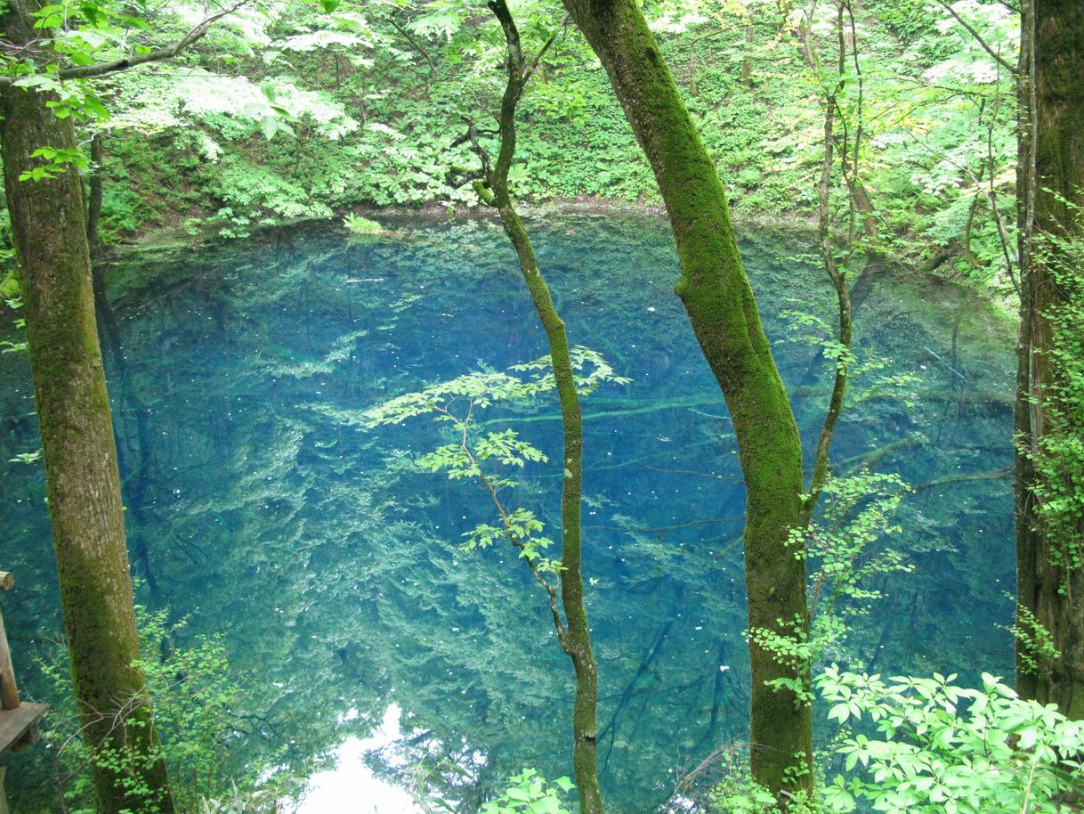 Place Jūnikō Lake natural recuperation forest