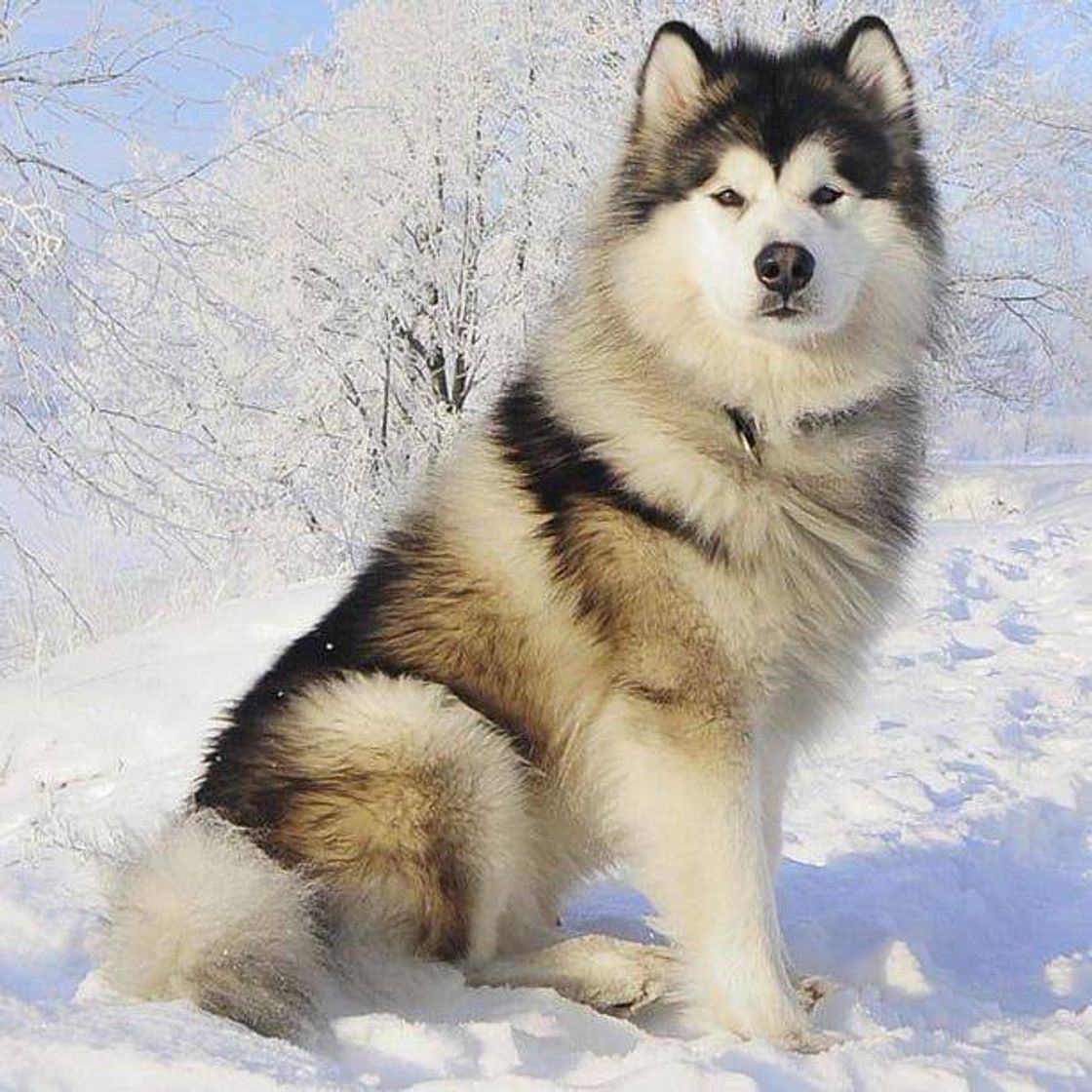 Moda Malamute-Do-Alasca 🐶