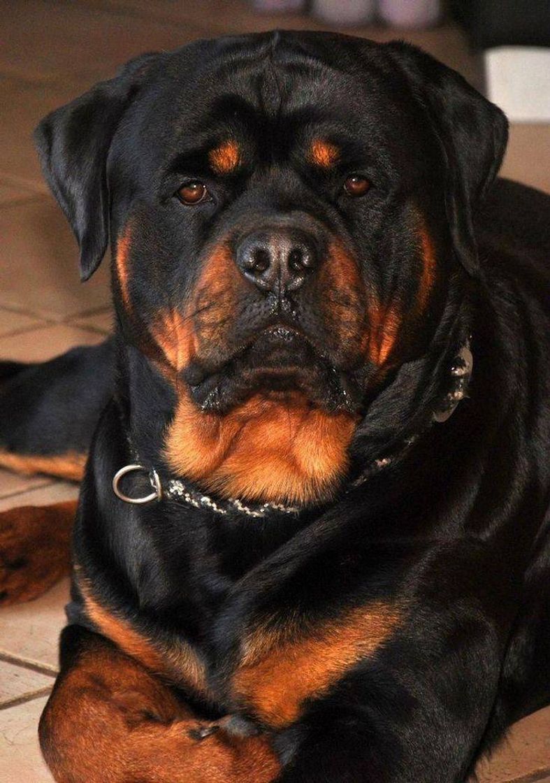 Moda Rottweiler 🐶