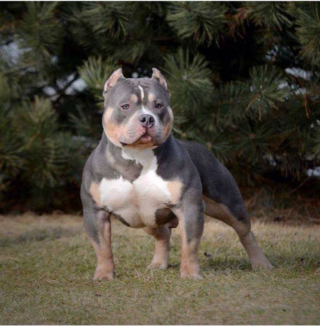 Moda American Bully 🐶