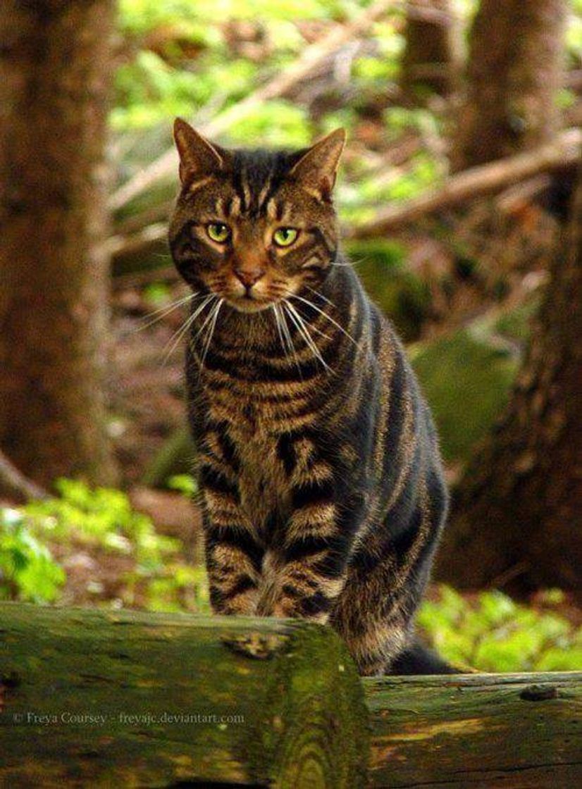 Moda TOYGER 🐱