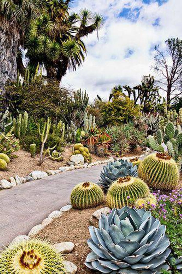 Fashion SUCULENTAS JARDINS • 🌱🌿🌵