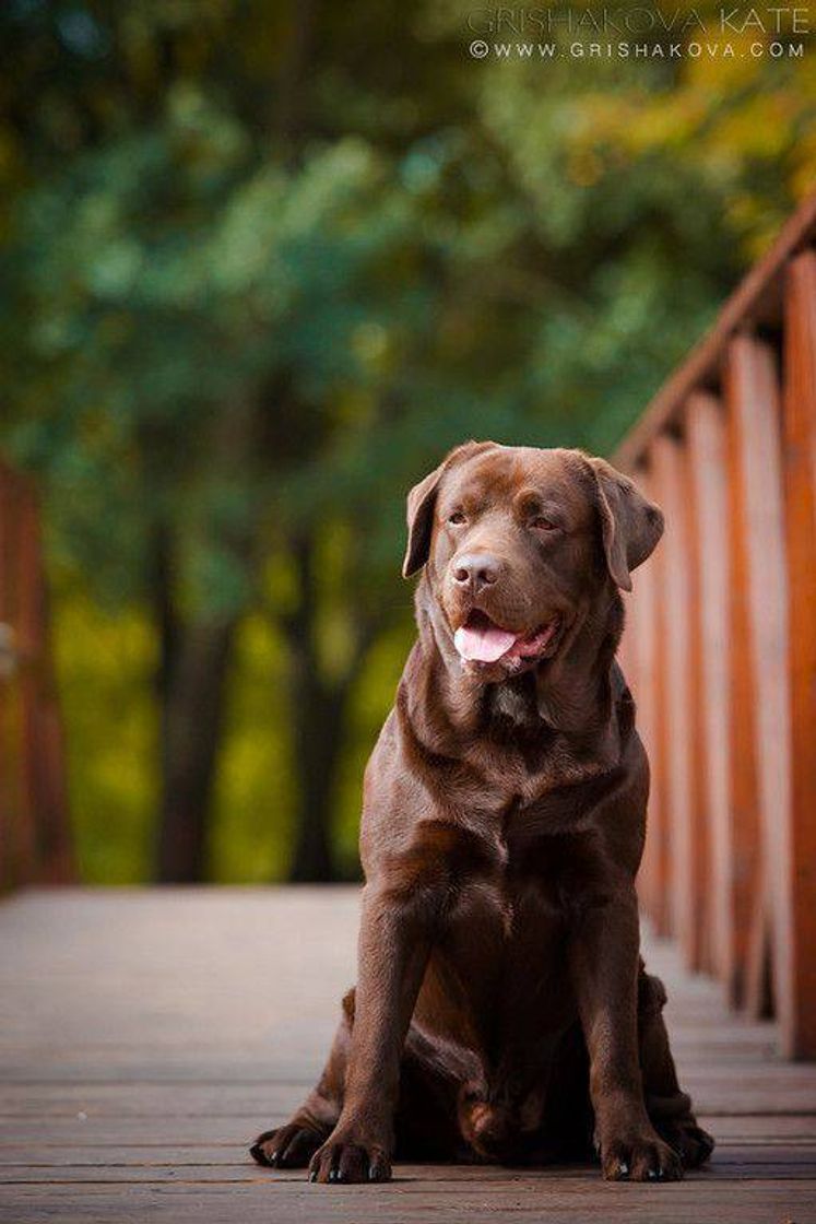 Social LABRADOR • 🐶