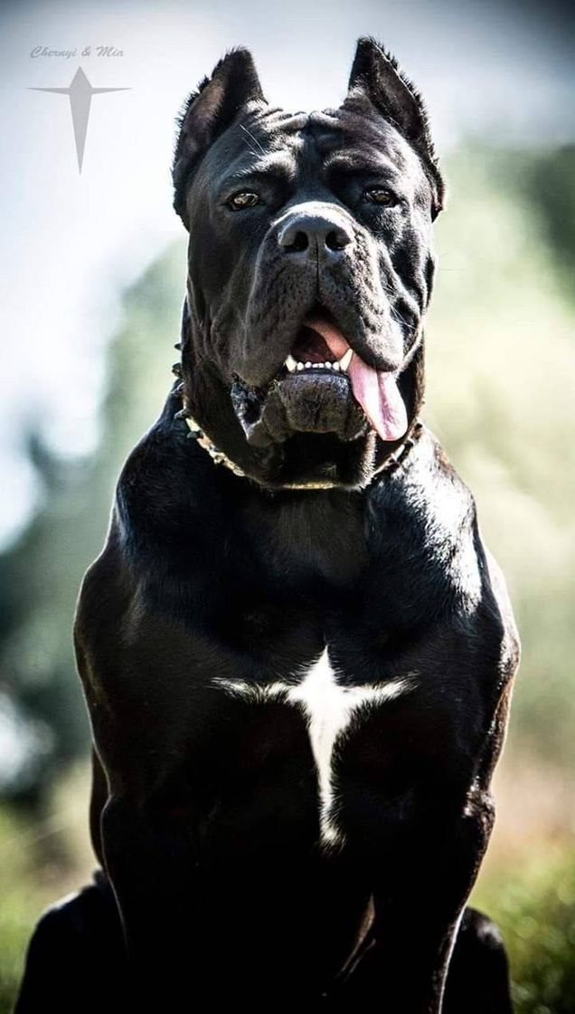 Social CANE CORSO • 🐶