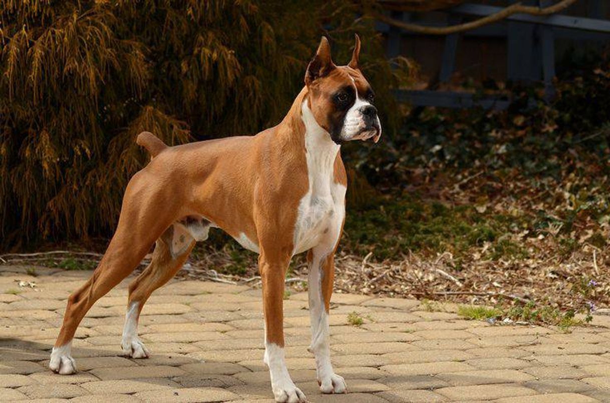 Social BOXER • 🐶