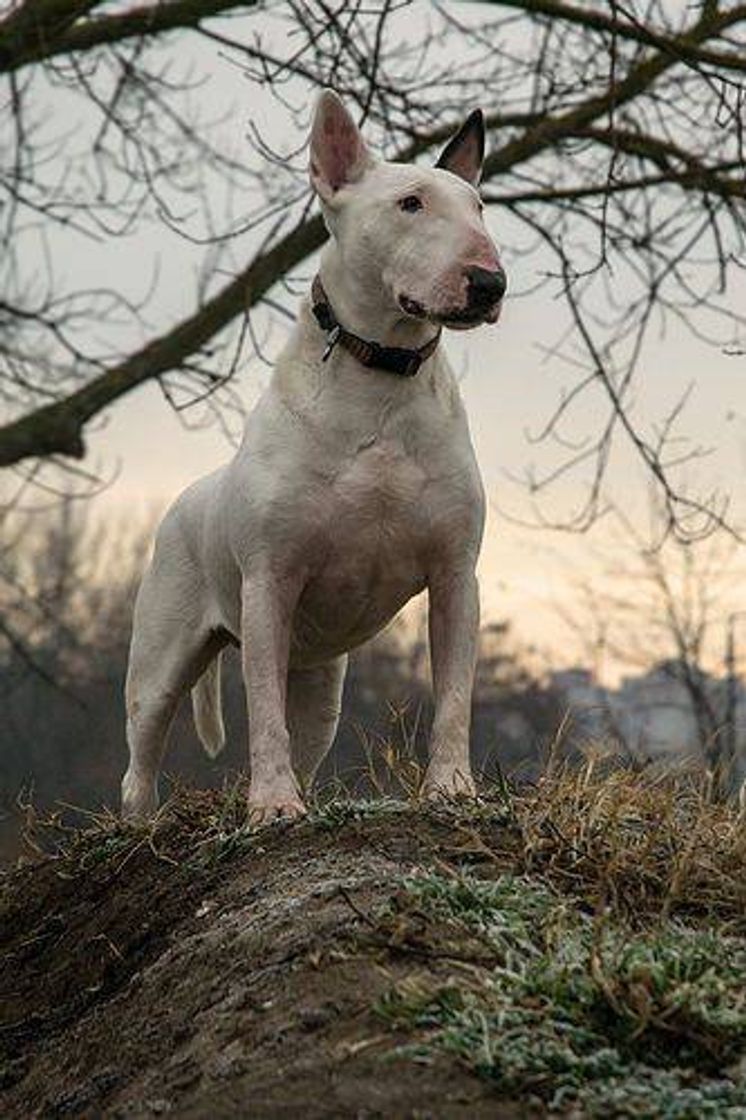 Moda Bull Terrier🐶