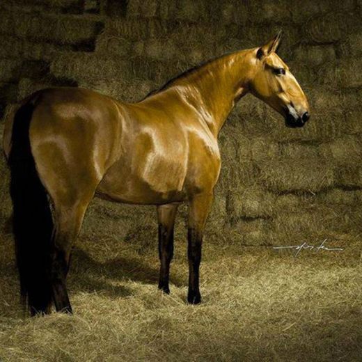 Cavalo de Campolina•🐎