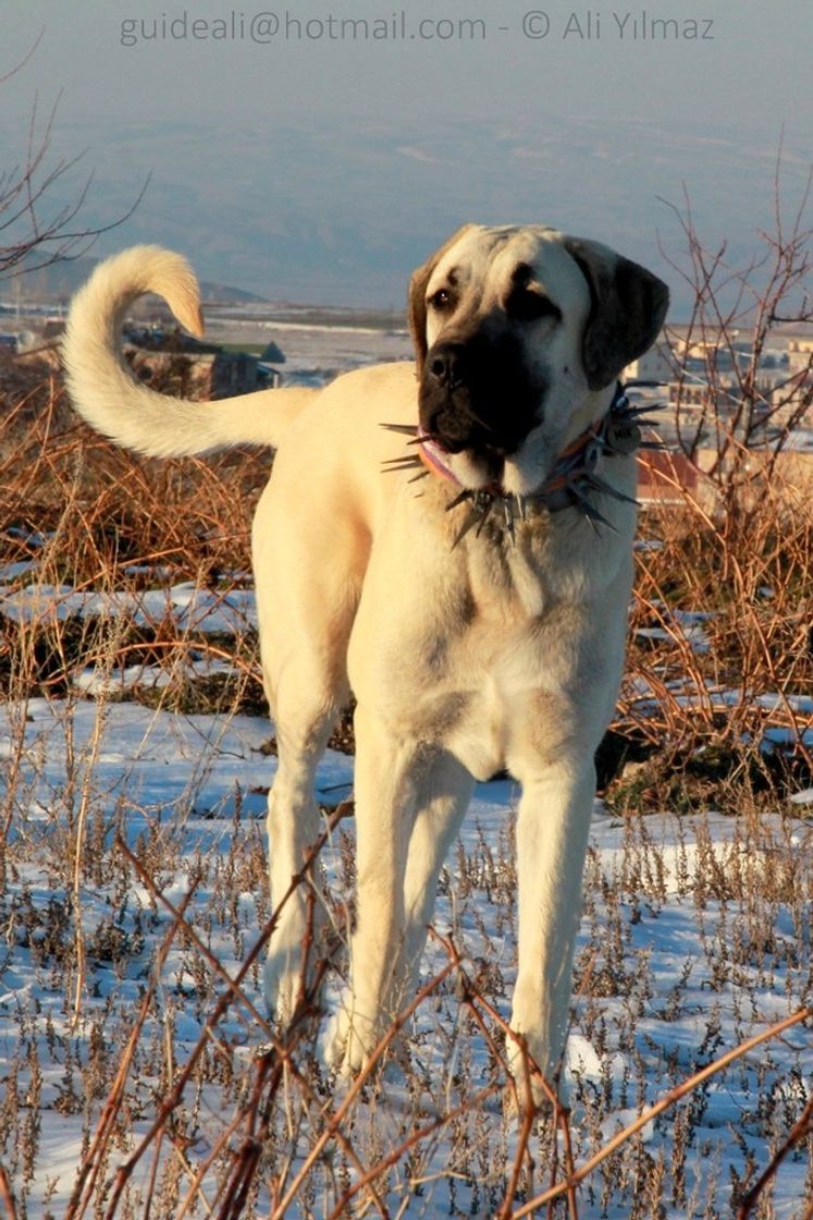 Fashion Cachorro Kangal•🐕