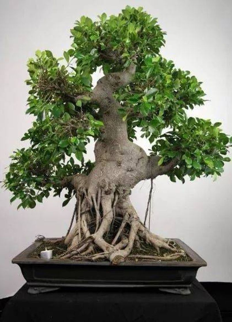 Moda BONSAI•🌲🌱