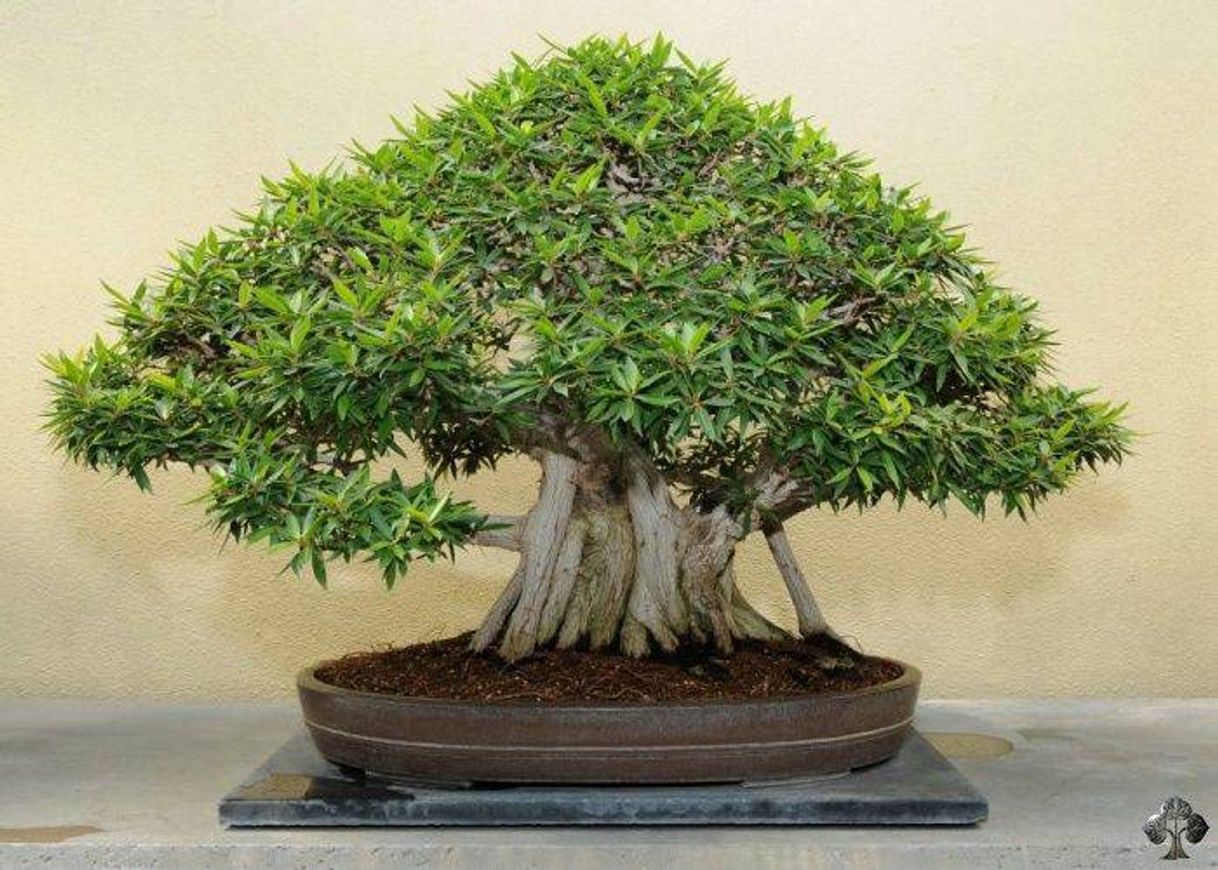 Moda BONSAI•🌲🌱