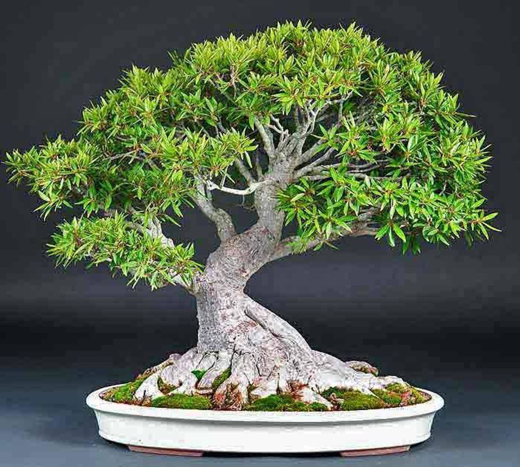 Moda BONSAI•🌲🌱