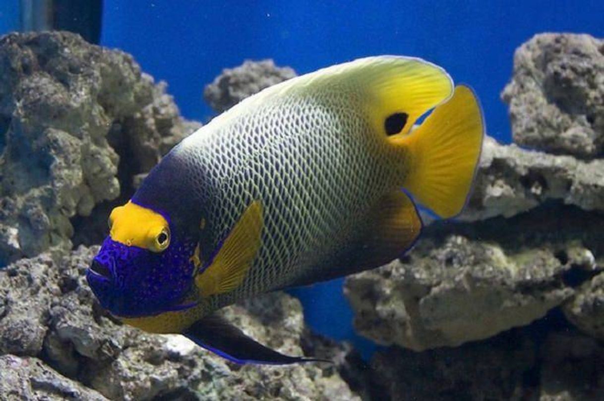 Social PEIXE&ANJO-DE-FACE-AZUL•🐟