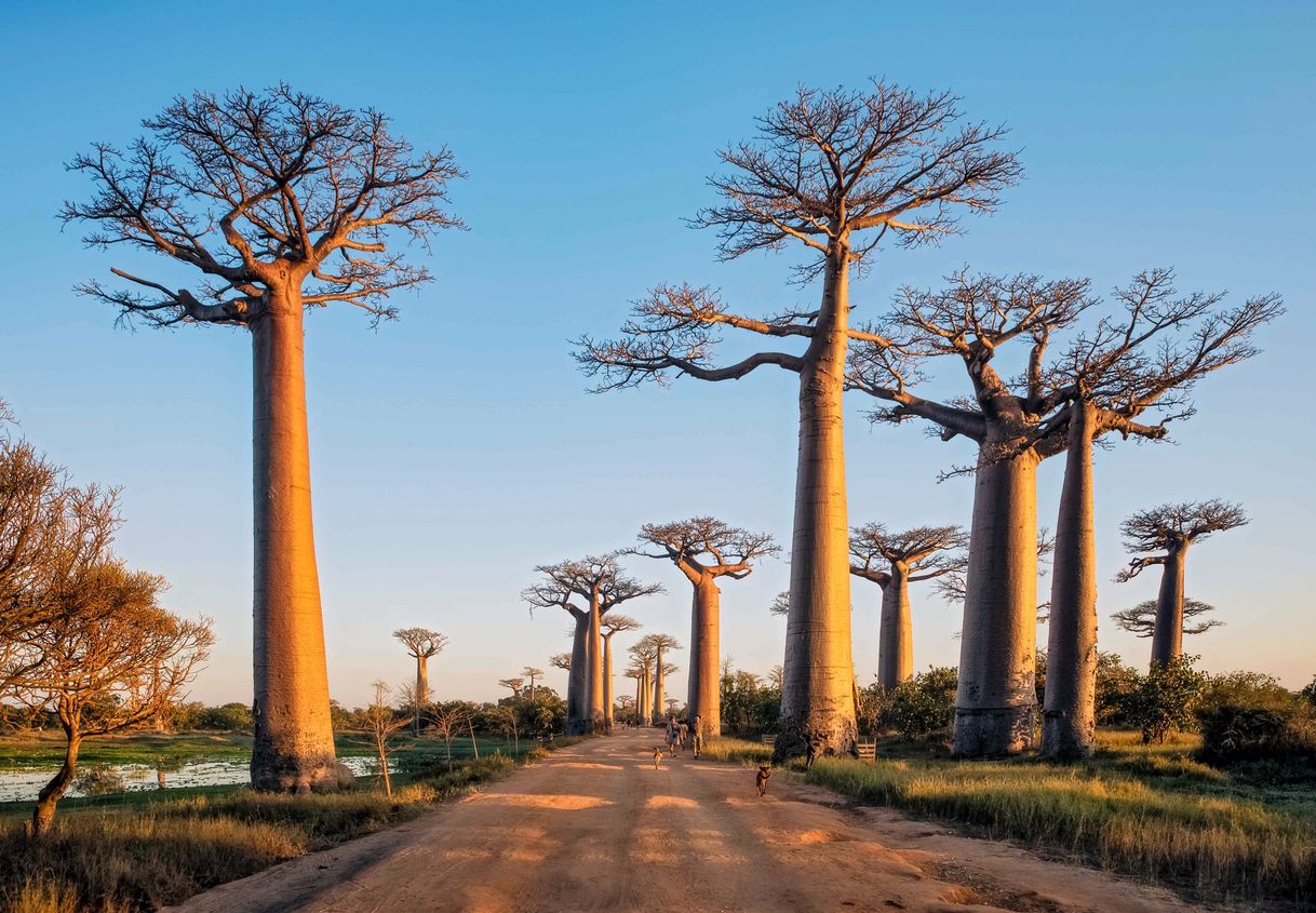 Place Madagascar
