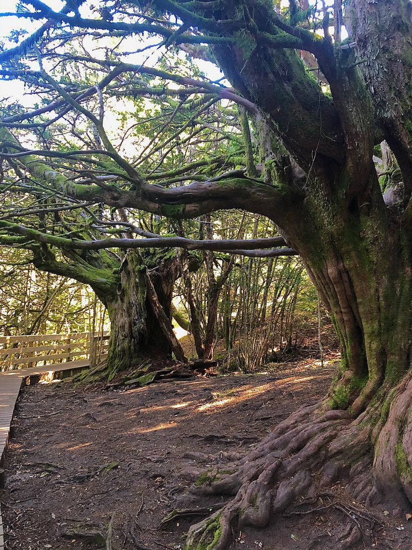 Bosque Tejedelo