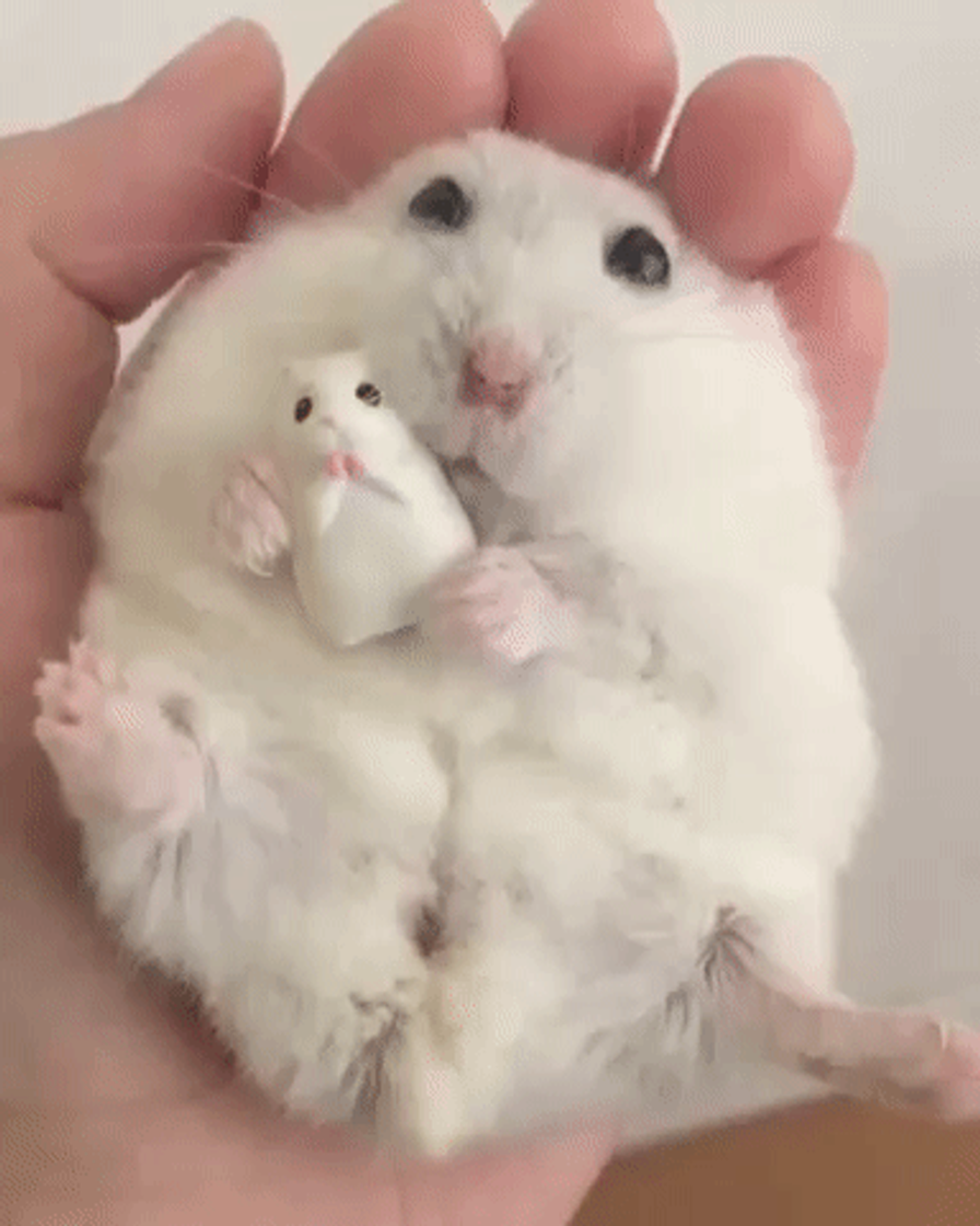 Hamster 🐹