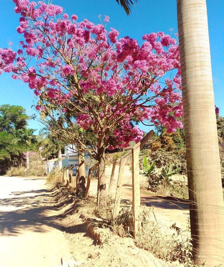 Fashion Ipê rosa