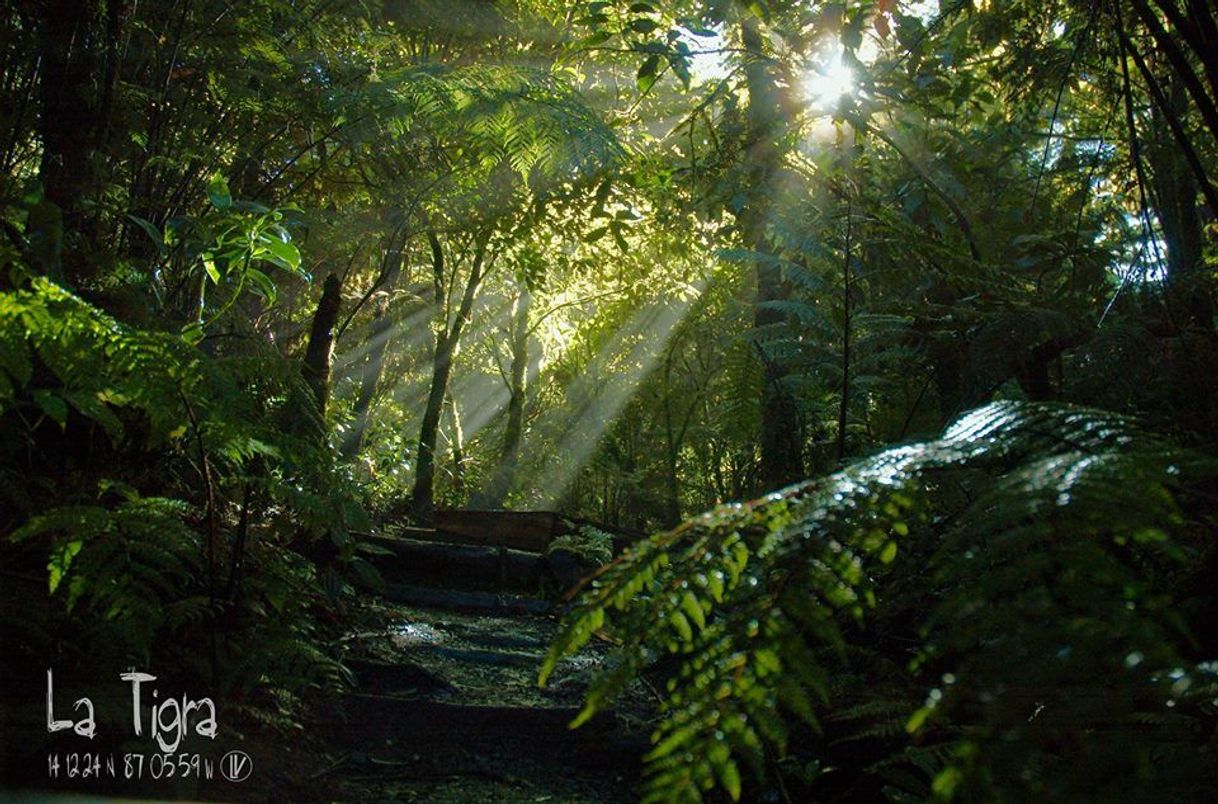 Lugar Parque Nacional La Tigra